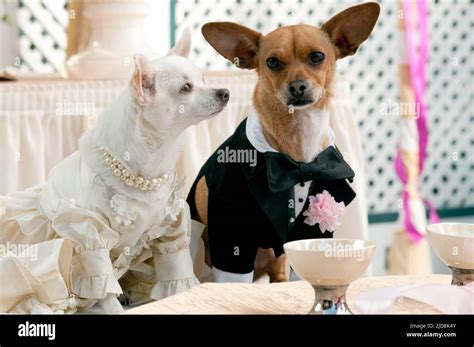 papi and chloe|papi beverly hills chihuahua.